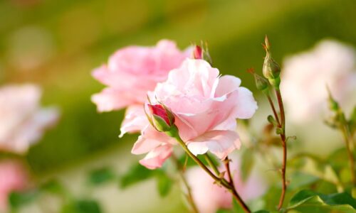 Egy rózsaszín virág látható a képen.